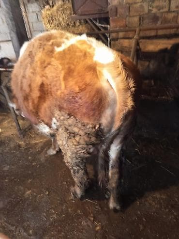 романовский бараны: Продаю | Бык (самец) | На откорм — 5