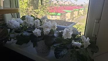 растения аквариумные: Подаются детки этой Лилии - 250с, детки махровой белой фиалки -цветут — 4