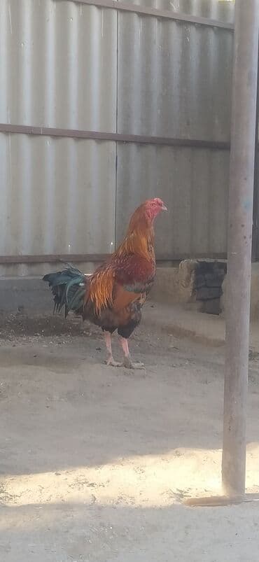 продажа домашних животных: Продаю | Петух | Бойцовая | Для разведения — 2