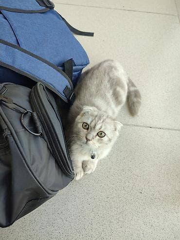 Скотиш Фолд (Шотландская вислоухая), 1 год, Мальчик, Приучена к лотку