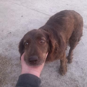 ежик живой: Продаю сука спаниель было два вывода продаю в связи с уезда прошу — 2