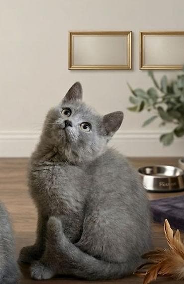 черные котята купить: Скотиш Фолд (Шотландская вислоухая), 1 месяц, Мальчик, Приучена к лотку — 1
