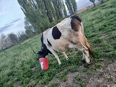 бишкек ит базар: Сатам | Уй (ургаачы) | Алатоолук | Сүт алуу үчүн | Музоологондон кийин — 4