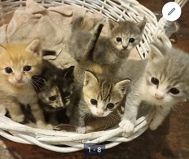 коша: Русская голубая, 2 месяца, Мальчик, Проглистована — 2