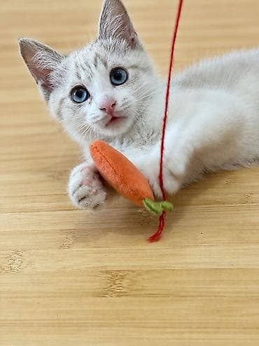 Котёнок (мальчик)с голубыми глазами Игривый, ручной, реагирует на