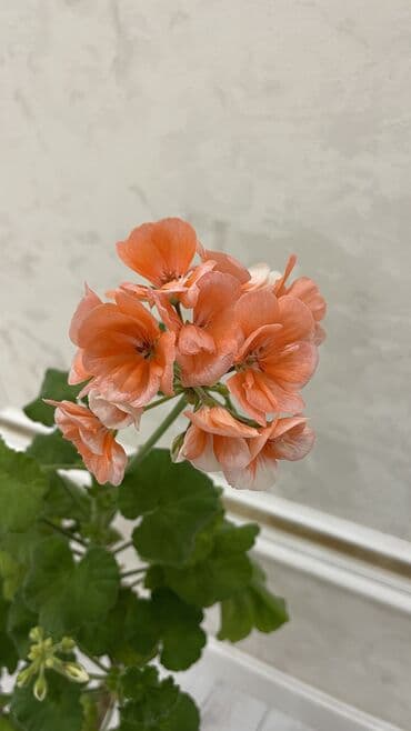 кочоттор алма: Домашние комнатные цветы 🌿 Разные виды — смотрите цены на фото Продаю — 2