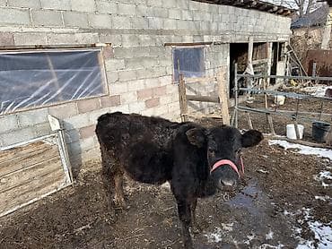 телка бельгийский: Продаю | Тёлка | На откорм — 3