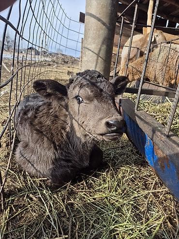 Продаю | Музоо, торпок | На откорм | Искусственник at lalafo.kg Продаю | Музоо, торпок | На откорм | Искусственник