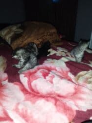 отдам даром вислоухого котенка: Заголовок: Отдам котят в хорошие руки Описание: Отдам милых котят в — 2