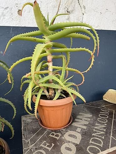 Үй жана бакча: Алоэ (суккулент) в горшке - Крупное комнатное алоэ с декоративными — 3