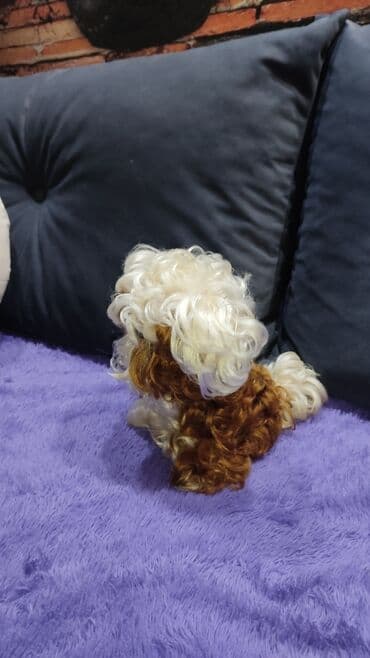 Детские электрокары: 1)Советская игрушка СССР винтаж 
2)Белочка -пищалка- 550с — 2