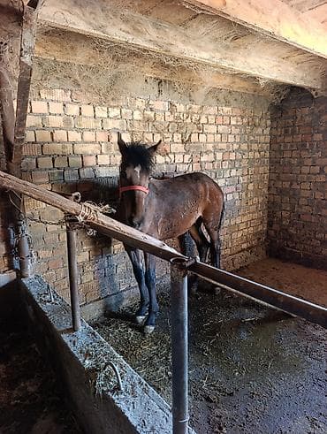 анти лай: Продаю | Жеребенок | Рабочий — 1