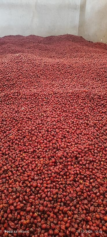 бутун турция: Продаю шиповник очищенный больше тонны — 2