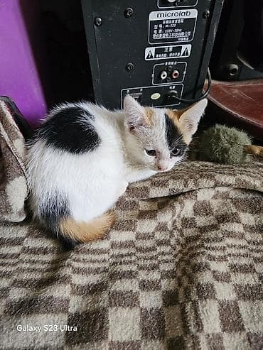 ph down: Котята от домашней кошки - Помёт из трёх котят: два рыже-белых и один — 5