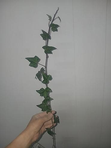 искусственная лиана: Плющ (Hedera helix) — вьющаяся декоративная лиана. 1шт за 50 сом — 2