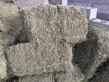 животные кара балта: Таза беде сатылат — 2