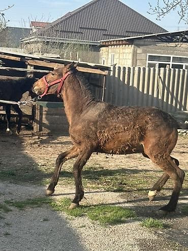 жеребёнок лошадь: Продаю | Жеребенок — 2