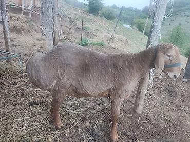 щенок овчарки купить: Продаю | Баран (самец) | Арашан | Для разведения | Племенные — 10