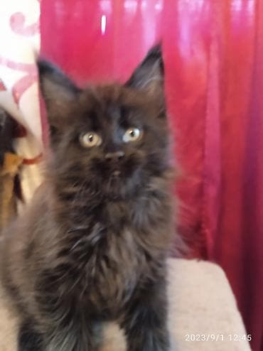Үй жаныбарлары: Чёрный бриллиант🥰! Продается Котик Мейн-Кун❤️ окрас черный солид от — 1