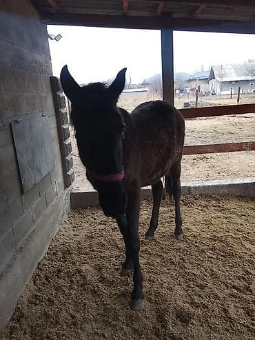 уй животных: Продаю | Кобыла (самка) | Полукровка — 1