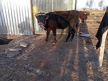 Птицы: Продаю | Бык (самец) | Полукровка | На откорм — 7