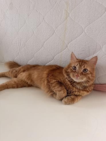 Үй жаныбарлары: Ит кууту: Британ кыска жүндүү, Эркек, 1 жаш, Кызгыл сары — 1