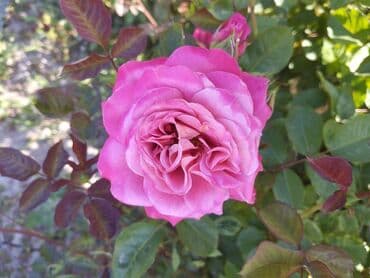 декоративные растения: Около 300 видов Саженцы садовых роз (разные сорта и окраски) - — 13