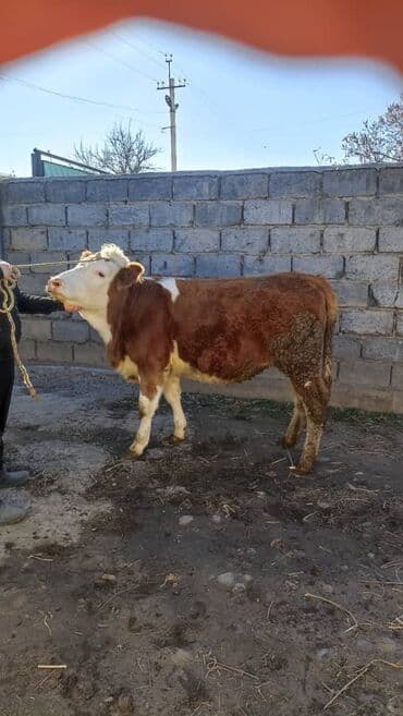 отдам породистую собаку в хорошие руки: Продаю | Тёлка | Монбельярд | На откорм | Привязанные — 5