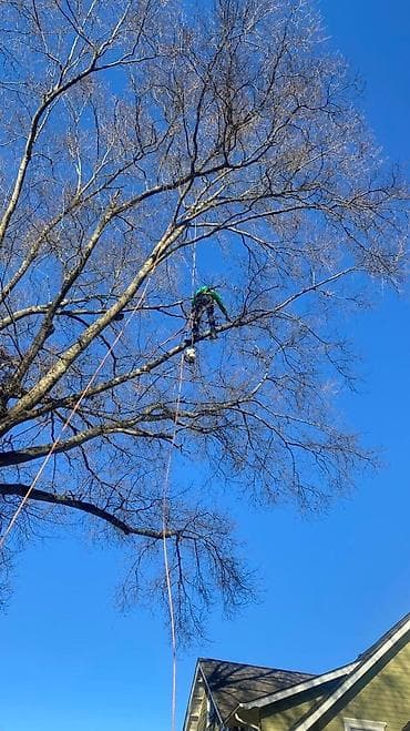 моору тазало: Спил Дерево Тал, Бак, Жаңгак акацса Дуб Орехи терек карагач Отун — 4