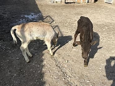 Ветеринар кызматы: Сатам | Музоо — 9