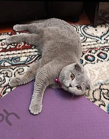 белый кошка: Шотландская вислоухая кошка (Scottish Fold) - Окрас: однотонный серый — 2