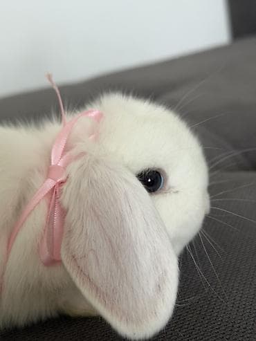 Декоративные кролики: Декоративный кролик 
Девочка 
1.5 месяца 
Привитая 
Ручная — 2