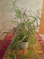 Бакча инвентары: Хлорофитум хохлатый — 2