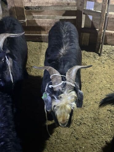 карликовый пудель сколько стоит: Продаю | Козёл (самец) | Для разведения | Племенные — 1