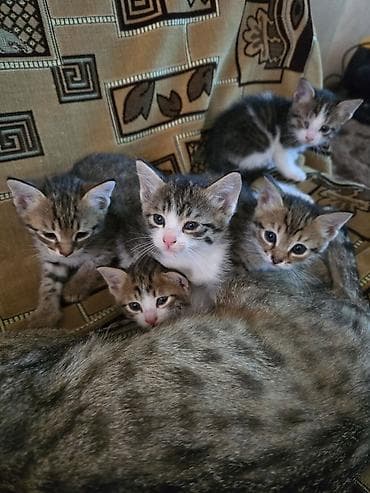 ангорская кошка: Котята, помёт от домашней кошки. На фото — пятеро малышей — 3