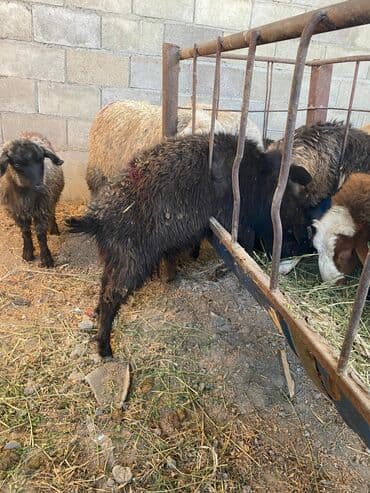 дом кошек: Продаю | Коза (самка), Козлёнок — 8