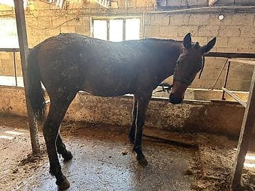 для лошади: Продаю | Конь (самец) | Для разведения | Племенные — 2