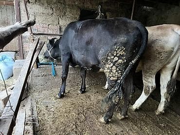 Продаю | Корова (самка) | Полукровка | Для молока | Привязанные — 4