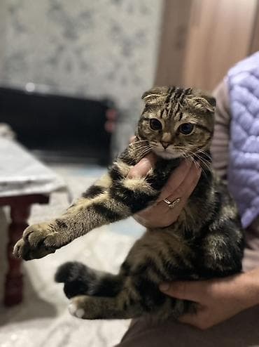 лысая кошка: Шотландский вислоухий котёнок (Scottish Fold) - Окрас: мраморный — 1