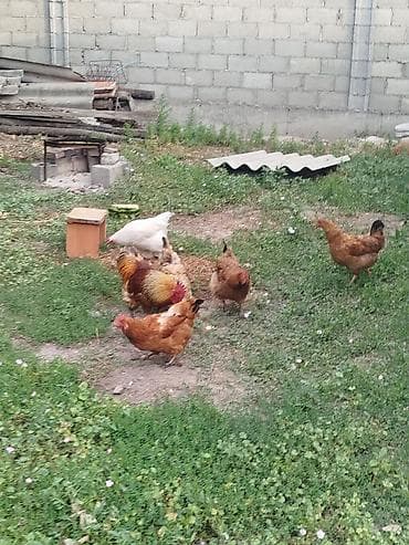 Үй жаныбарлары: Сатам | Тооктор | Үй | Көбөйтүү үчүн — 3