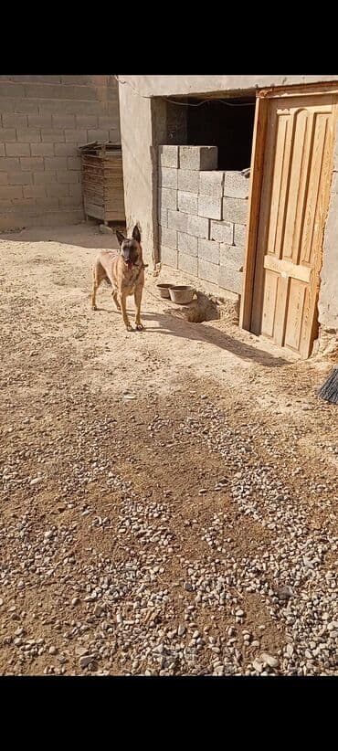 Вязка собак: Бельгийская овчарка, 2 месяца, Самец — 9