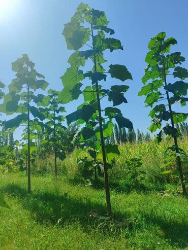 Саженцы деревьев: Павловнии, Платная доставка