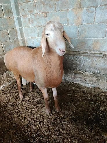 купить кошку в бишкеке: Продаю | Баран (самец) | Для разведения — 2