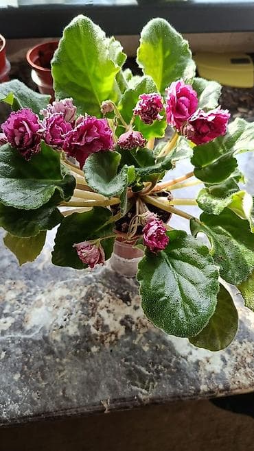 Үй жана бакча: Сортовые фиалки С цветочками по 300с Без цветочков 250с Детки по 150с — 3