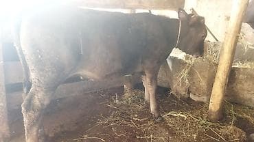 животные на продажу: Продаю | Тёлка | На откорм | Нетель — 8