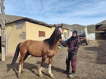 пони лошади: Продаю | Жеребец | Рабочий — 2