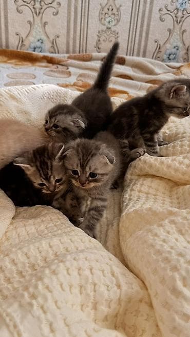 британская кошка цена бишкек: Начинаем бронирование !!!! Шотландские котята скоттиш страйт и — 7