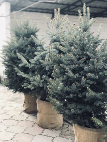 Сейфтер: Продается елки — 2