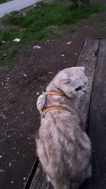 миниатюрные кошки: Вязка: Скотиш Фолд (Шотландская вислоухая), Девочка, 1 год, С прививками, Белый — 1