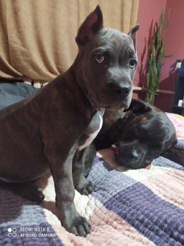 Иттер: Ветеринар на выезд УЗИ все ветеринарные услуги консультация — 7